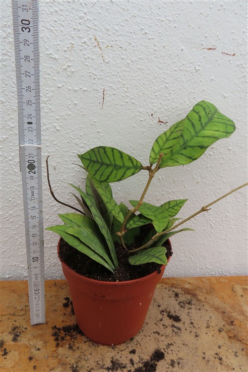 Hoya callistophylla KAL 16 Star of Samoa – Bild 2