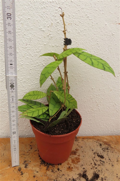 Hoya callistophylla KAL 16 Star of Samoa – Bild 2