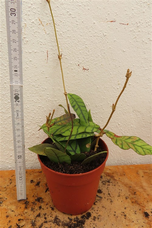 Hoya callistophylla KAL 16 Star of Samoa – Bild 2