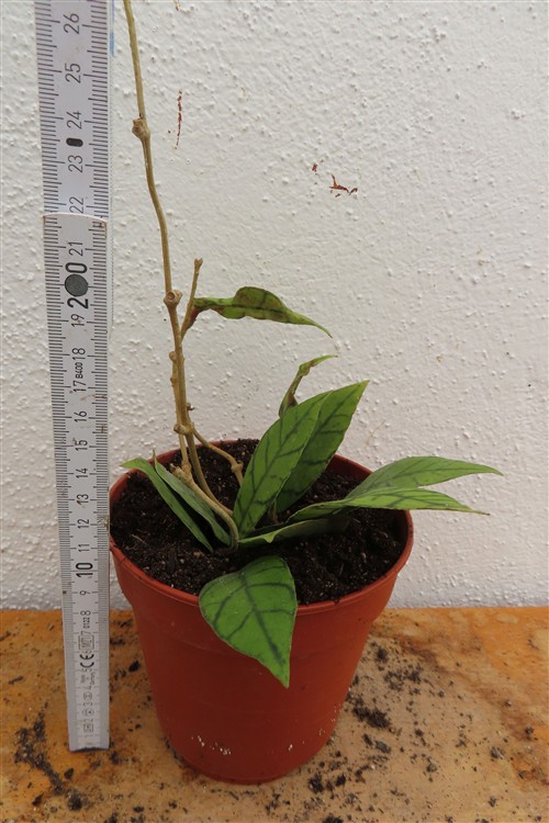 Hoya callistophylla KAL 16 Star of Samoa – Bild 2