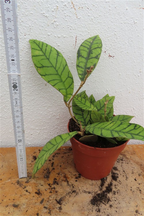 Hoya callistophylla KAL 16 Star of Samoa – Bild 2