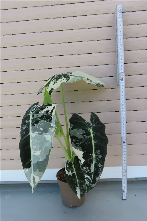 Alocasia frydek variegata – Bild 3