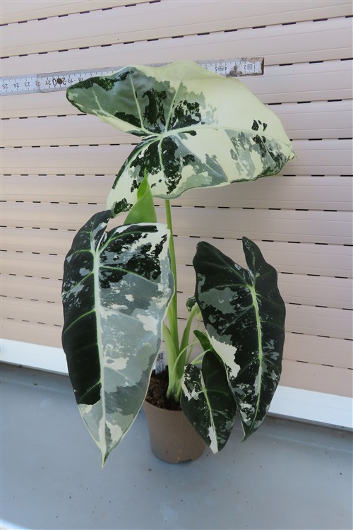 Alocasia frydek variegata – Bild 2