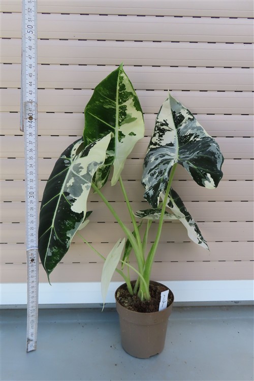 Alocasia frydek variegata – Bild 2