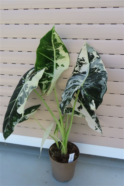 Alocasia frydek variegata – Bild 4