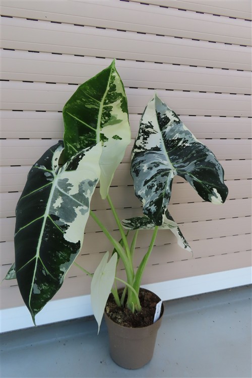 Alocasia frydek variegata – Bild 5