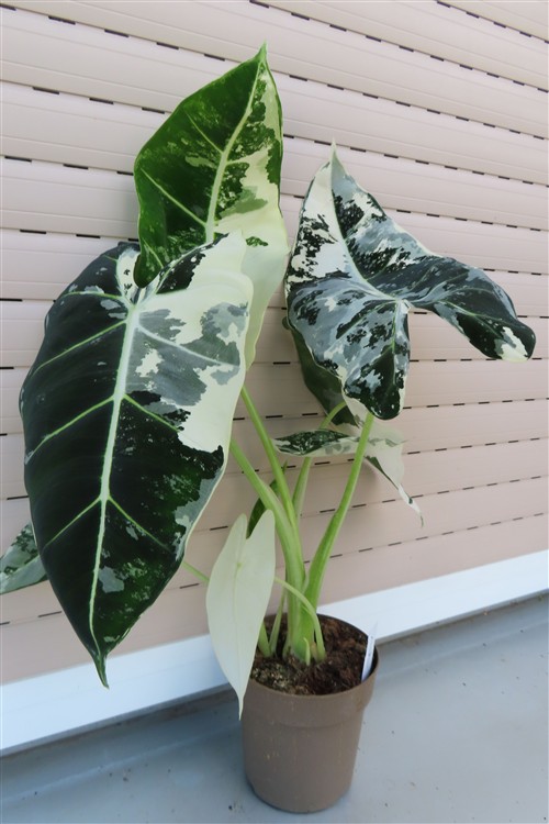Alocasia frydek variegata – Bild 6