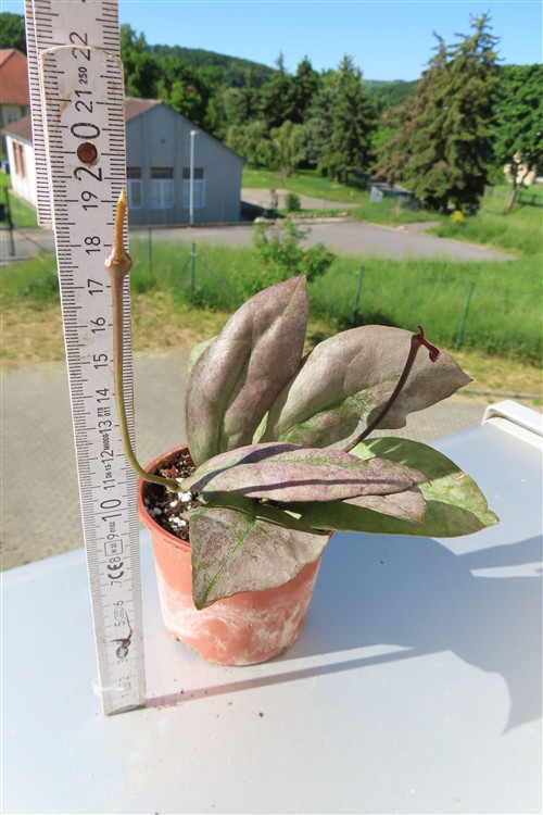 Hoya Mitrata silver – Bild 2