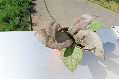 Hoya Mitrata silver – Bild 3