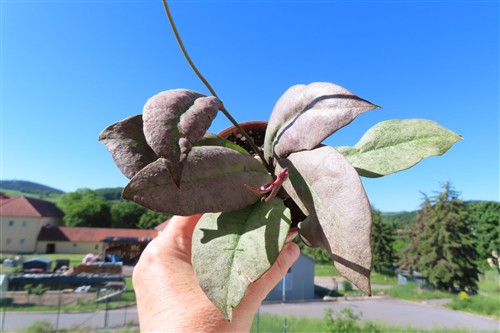 Hoya Mitrata silver – Bild 4