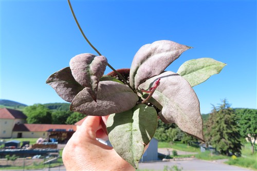 Hoya Mitrata silver – Bild 5