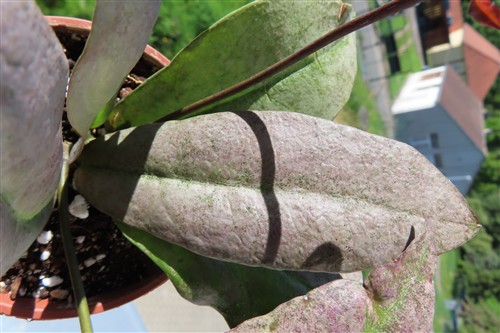 Hoya Mitrata silver – Bild 6