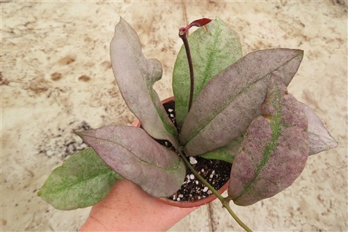 Hoya Mitrata silver – Bild 7