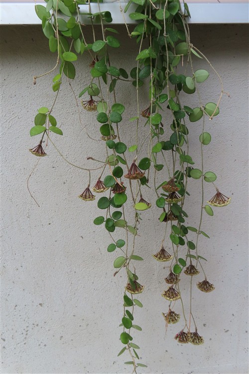 Hoya mathilde – Bild 4
