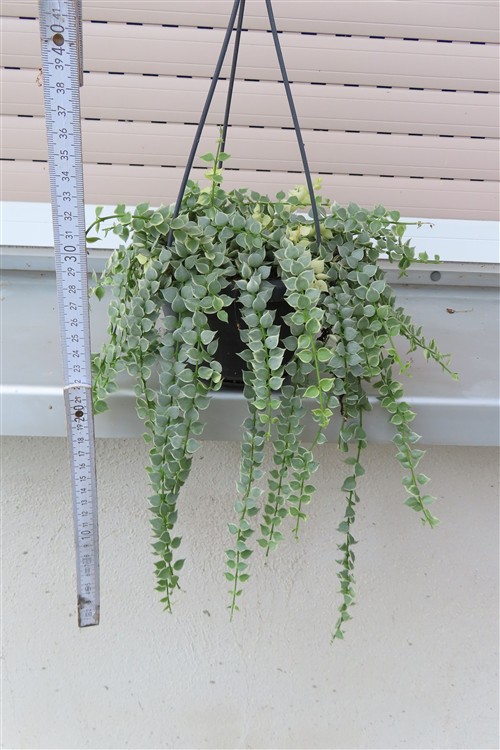 Dischidia ruscifolia variegata – Bild 2