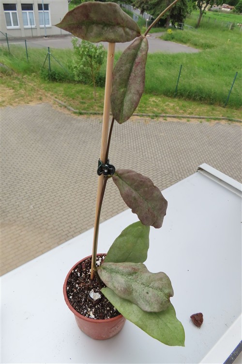 Hoya Mitrata silver – Bild 2