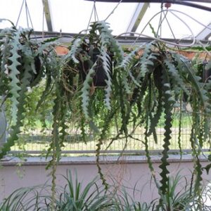 Cryptocereus anthonyanus, Blattkakteen