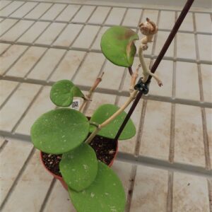 Hoya obovata variegata