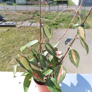 Hoya macrophylla pot of gold