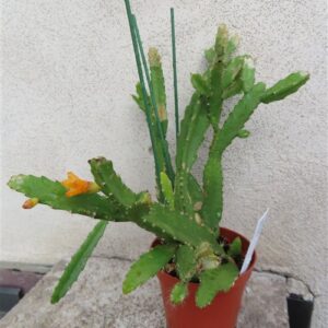 Lepismium monacanthum