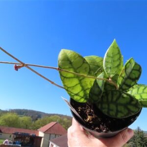 Hoya callistophylla Black Cat