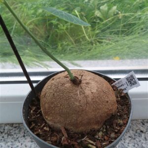 Stephania erecta Campana