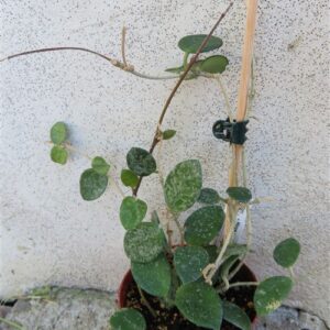Hoya mathilde splash