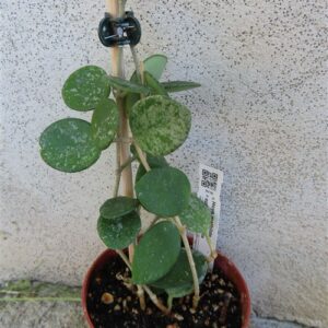 Hoya mathilde splash