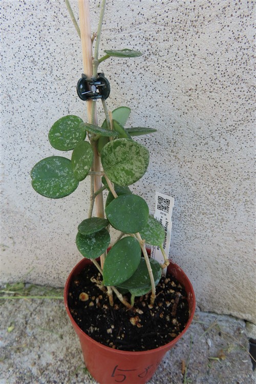 Hoya mathilde splash
