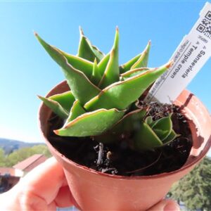 Sansevieria Temple crown