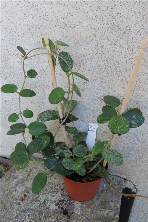 Hoya mathilde splash