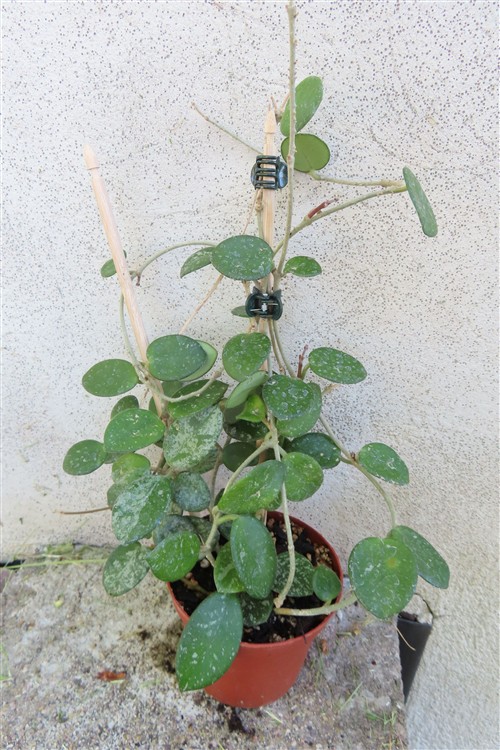 Hoya mathilde splash