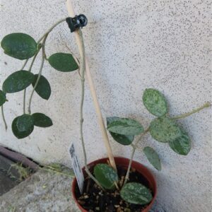 Hoya mathilde splash