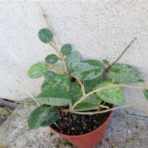 Hoya mathilde splash