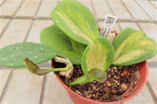 Hoya obovata variegata