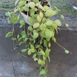 Hoya brevialata