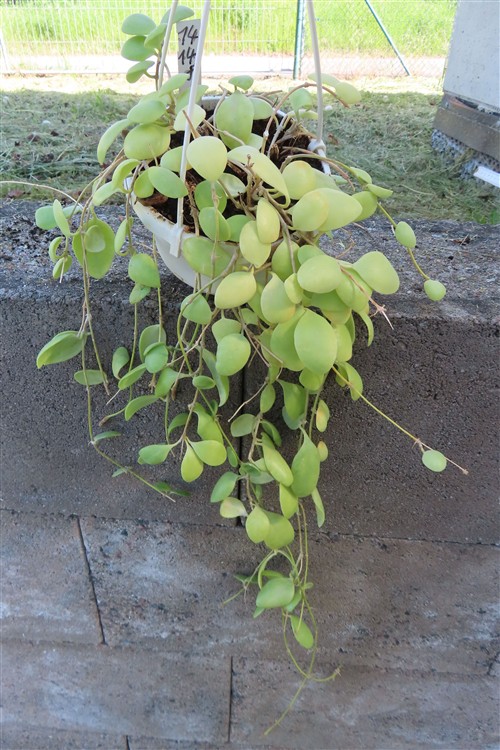 Hoya brevialata