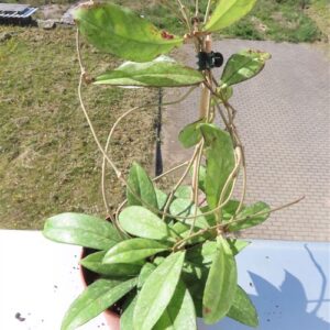 Hoya crassipetiolata splash