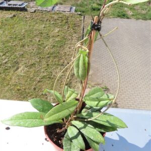 Hoya crassipetiolata splash