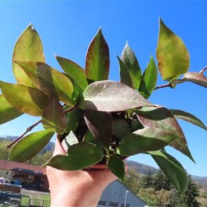 Hoya Sunrise