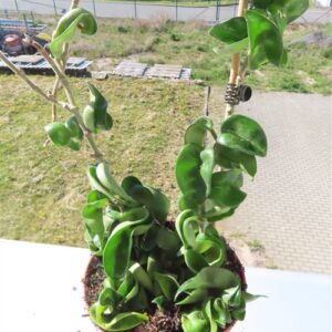 Hoya carnosa compacta krinkle