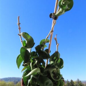 Hoya carnosa compacta krinkle