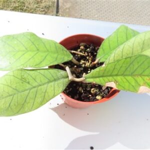 Hoya Sabah