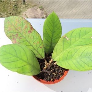 Hoya Sabah