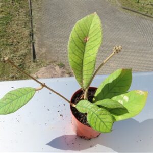 Hoya Sabah