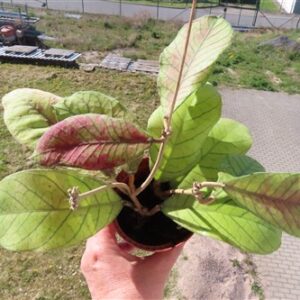 Hoya Sabah