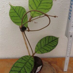 Hoya callistophylla