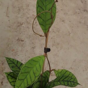 Hoya callistophylla