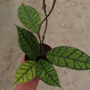 Hoya callistophylla