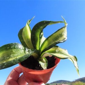 Sansevieria Curly Spiral Star